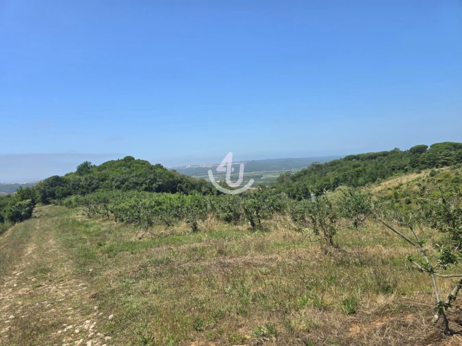 Terreno para Venda em Cela