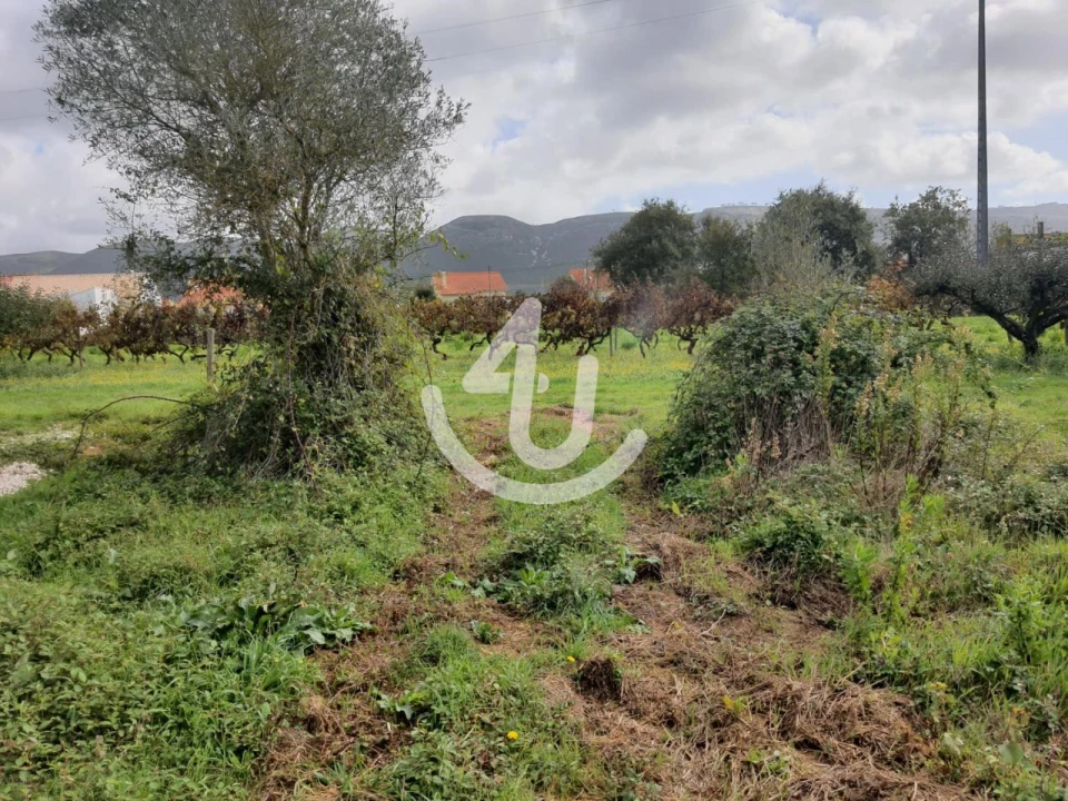 Terreno para Venda em Aljubarrota Foto 3