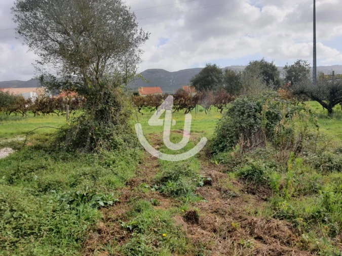 Terreno para Venda em Aljubarrota Foto 3