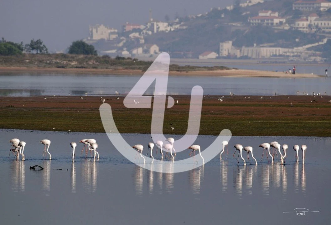 Terreno para Venda em Gaeiras Foto 9