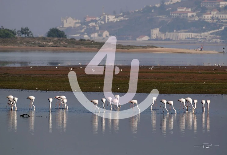 Terreno para Venda em Gaeiras Foto 9