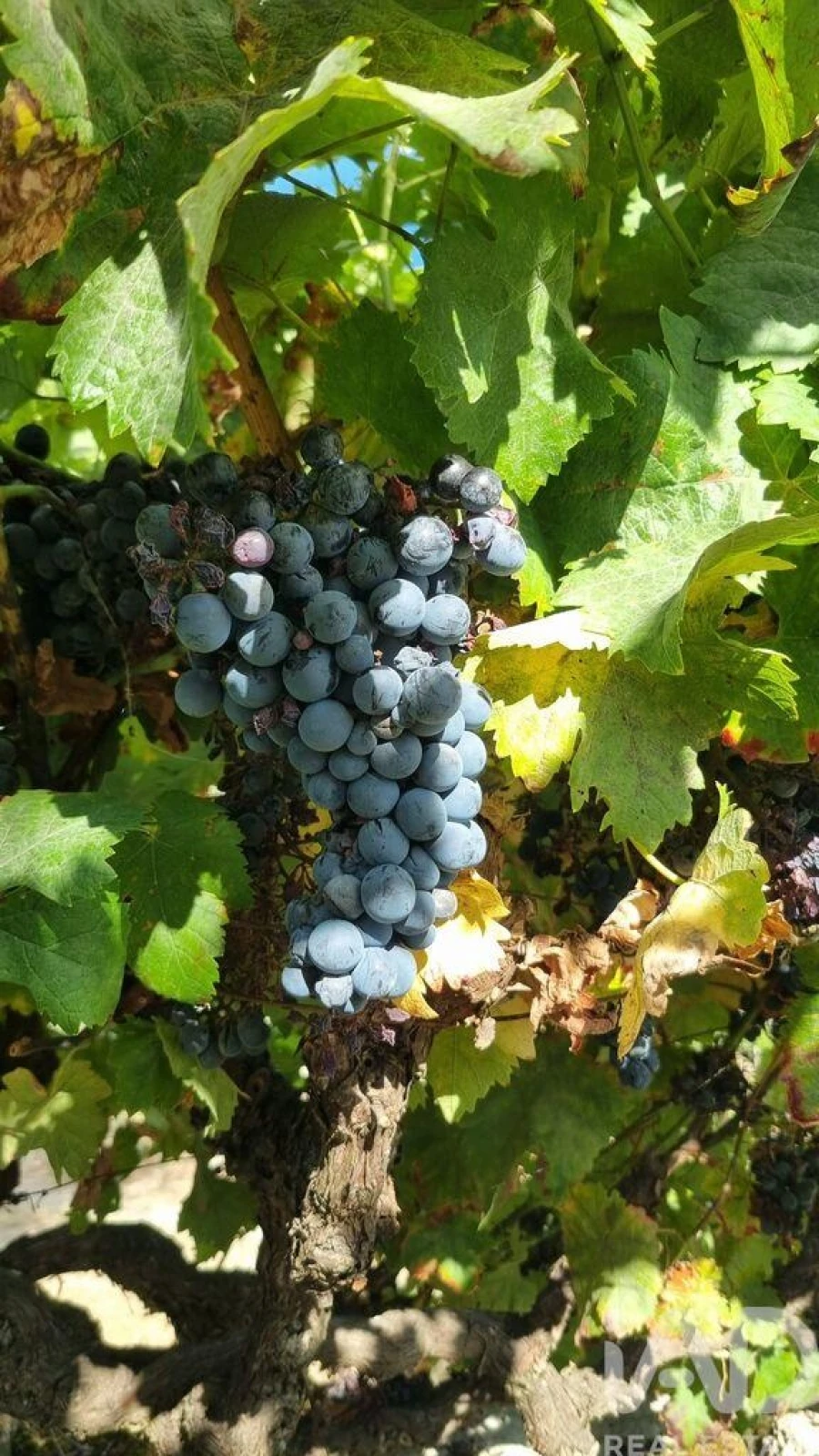 Moradia T3 para Venda em Rapa e Cadafaz Foto 6