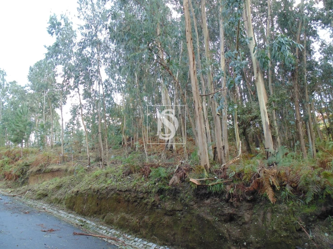 Terreno para Venda em Antime e Silvares (São Clemente) Foto 4
