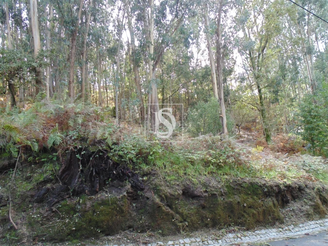 Terreno para Venda em Antime e Silvares (São Clemente) Foto 6