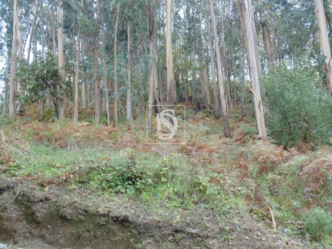 Terreno para Venda em Antime e Silvares (São Clemente) Foto 2