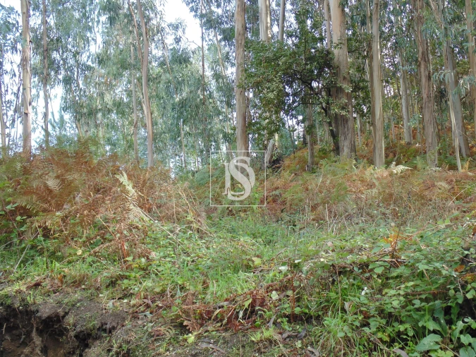 Terreno para Venda em Antime e Silvares (São Clemente)