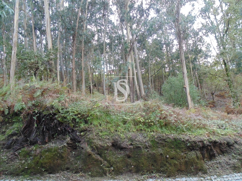 Terreno para Venda em Antime e Silvares (São Clemente) Foto 3