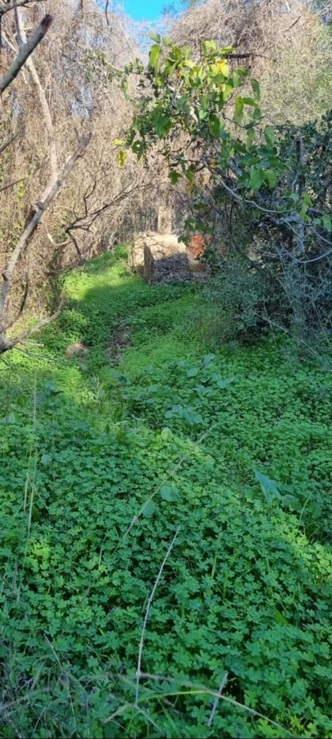 Terreno para Venda em Silves