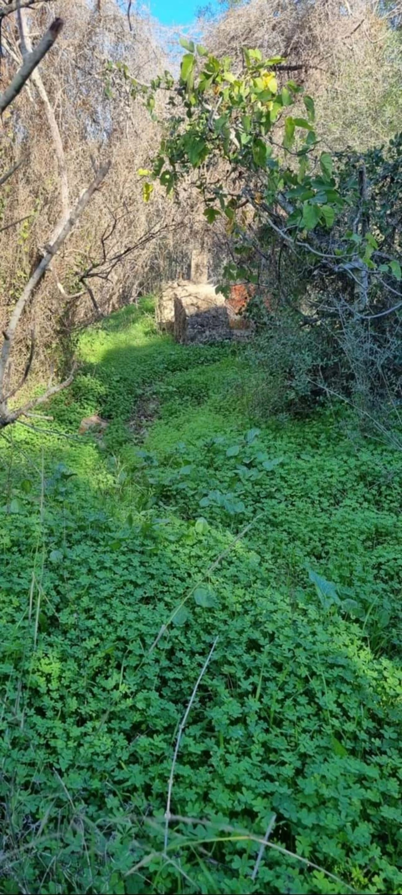 Terreno para Venda em Silves Foto 5
