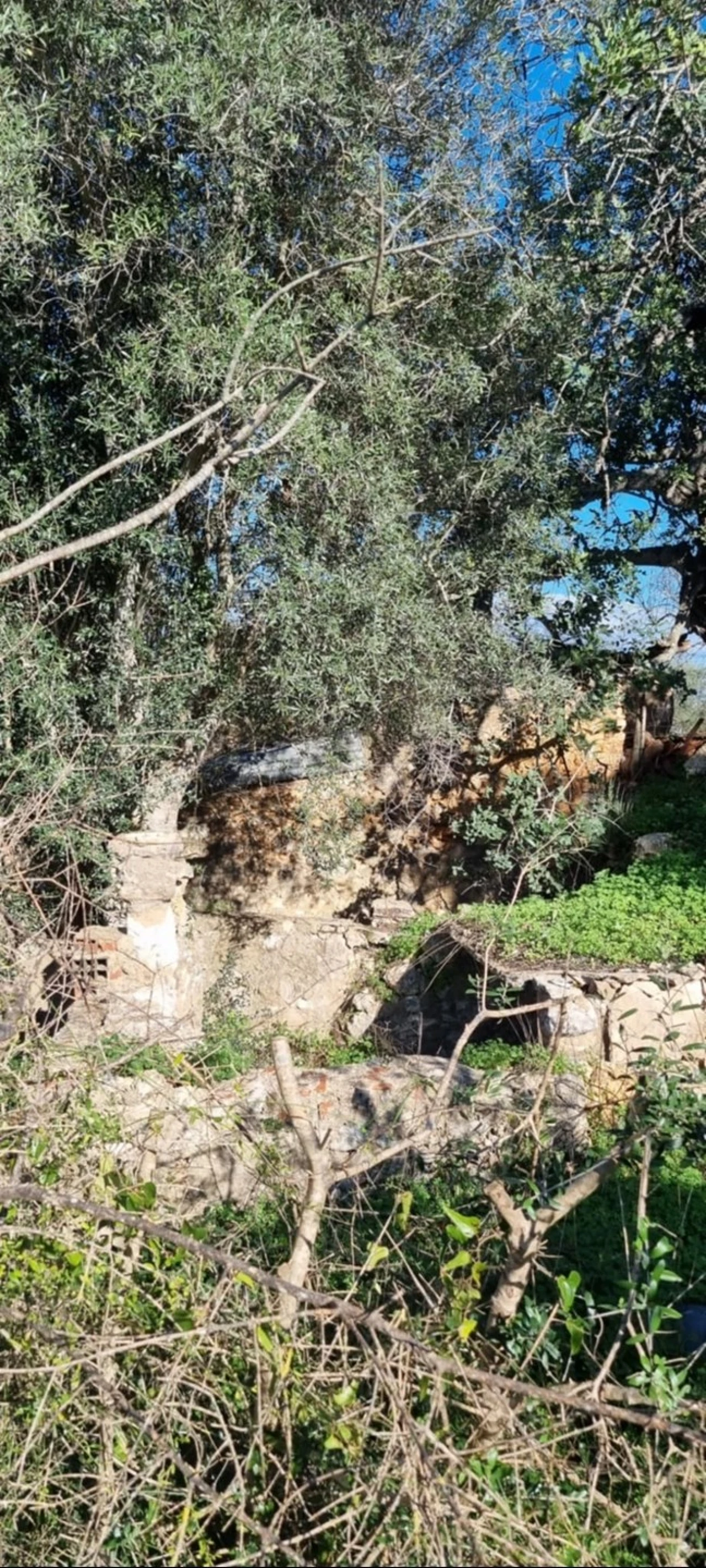 Terreno para Venda em Silves Foto 7