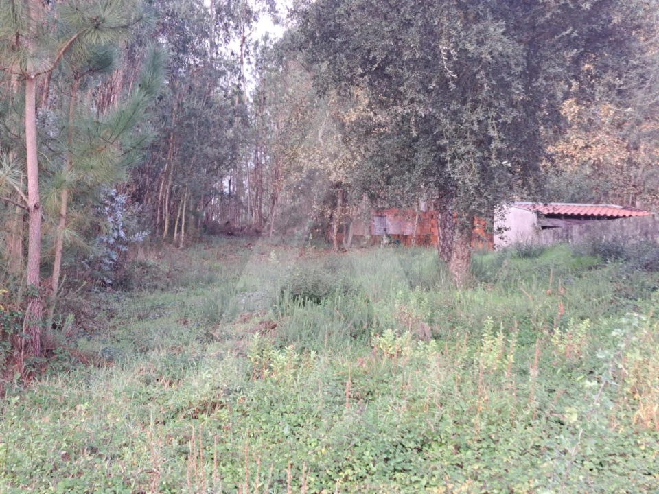 Terreno para Venda em Fermentelos Foto 3