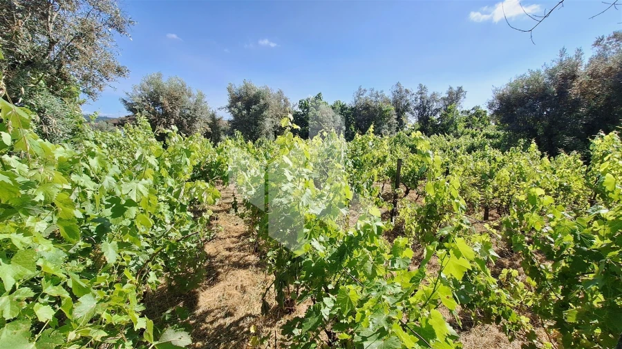 Terreno para Venda em Molelos Foto 9