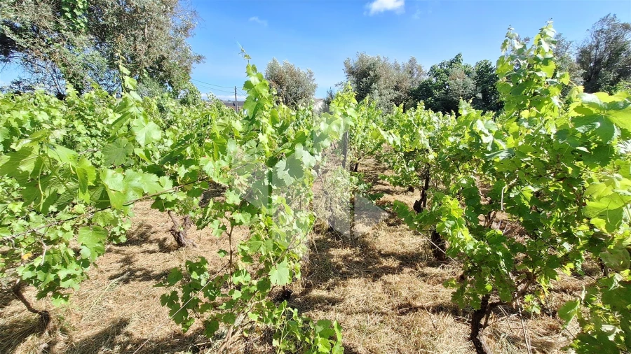 Terreno para Venda em Molelos Foto 10