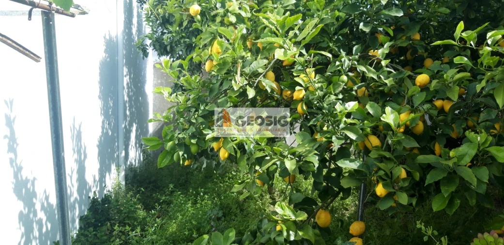 Terreno para Venda em Almodôvar e Graça dos Padrões Foto 8