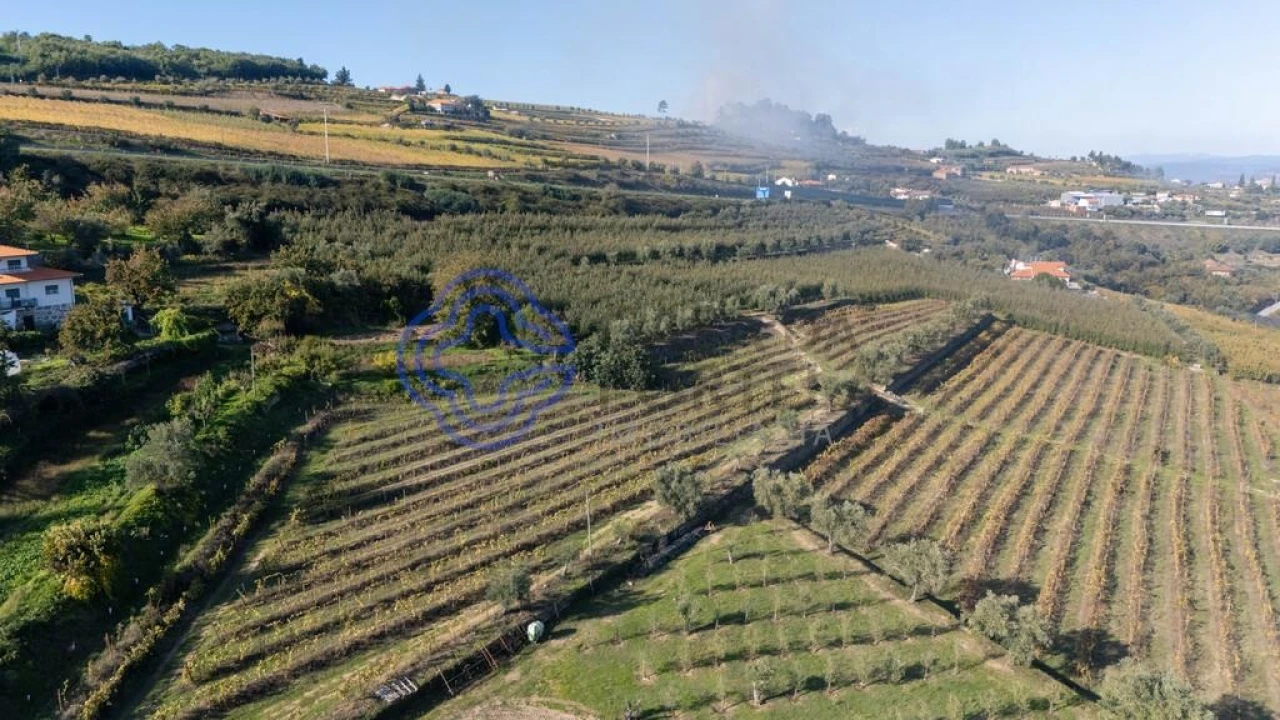 Quinta T5 para Venda em Cepões, Meijinhos e Melcões Foto 42