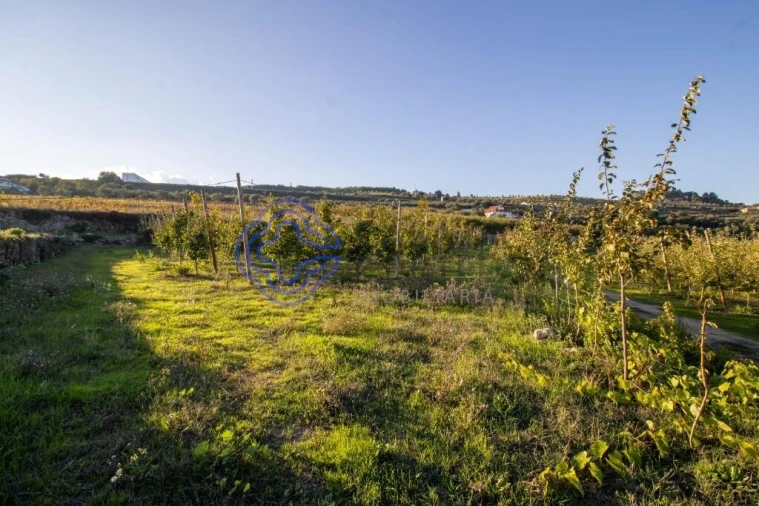 Quinta T5 para Venda em Cepões, Meijinhos e Melcões Foto 22