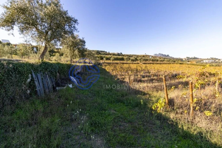 Quinta T5 para Venda em Cepões, Meijinhos e Melcões Foto 13