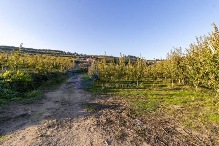 Quinta T5 para Venda em Cepões, Meijinhos e Melcões Foto 23