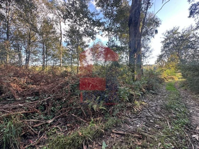 Terreno para Venda em Loureira Foto 24
