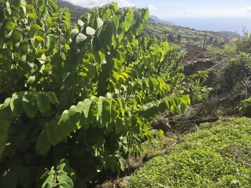 Terreno para Venda em Canhas