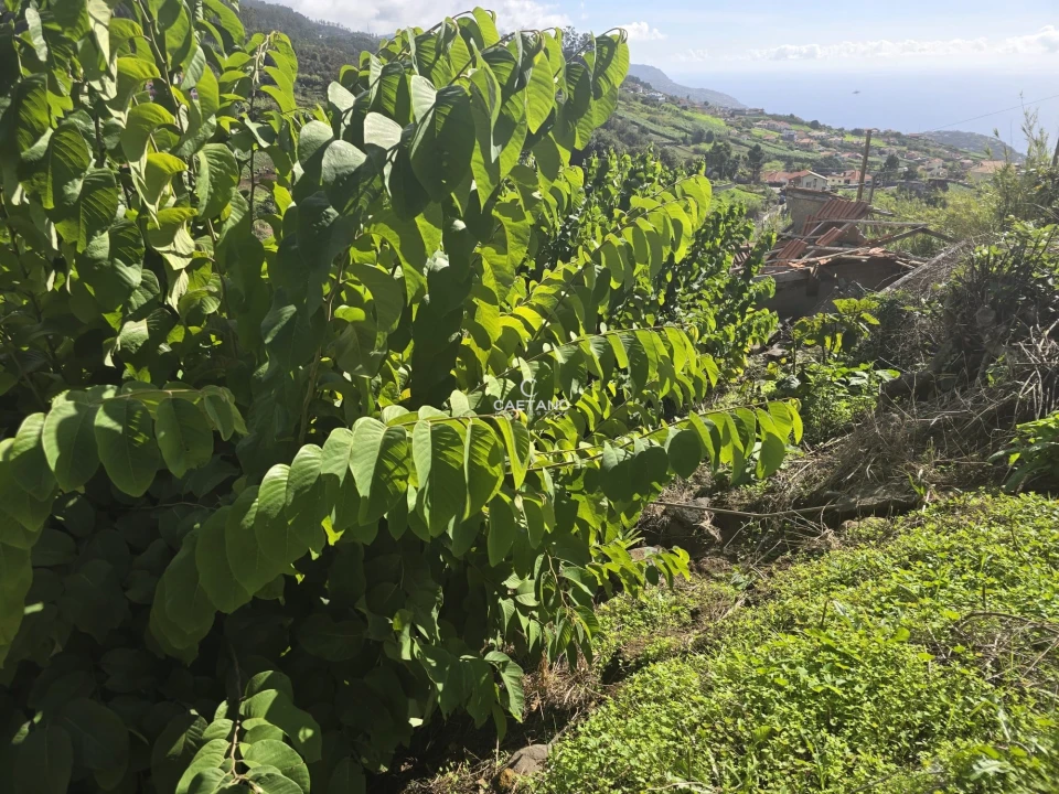 Terreno para Venda em Canhas Foto 8