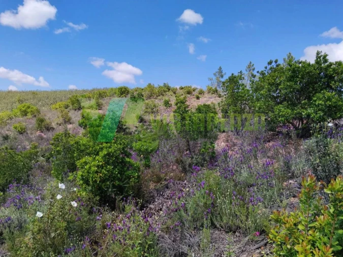 Terreno Agricola ou Rústico para Venda em Saboia Foto 2