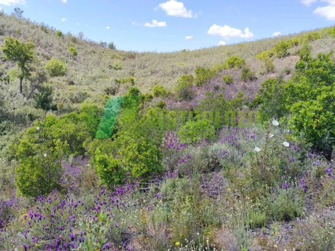 Terreno Agricola ou Rústico para Venda em Saboia Foto 3