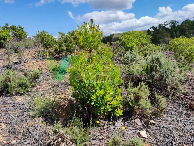 Terreno Agricola ou Rústico para Venda em Saboia Foto 8