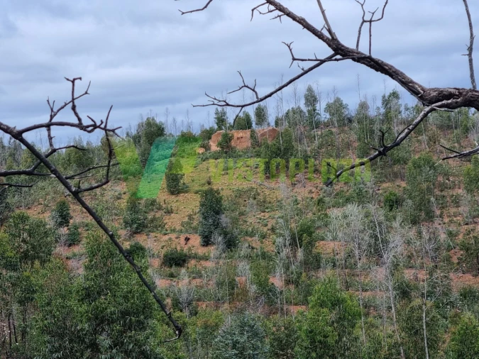 Terreno Misto para Venda em Silves Foto 9