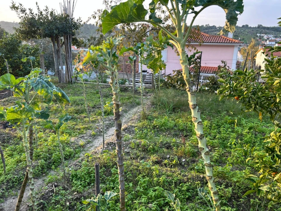 Moradia T4 para Venda em São Facundo e Vale das Mós Foto 10