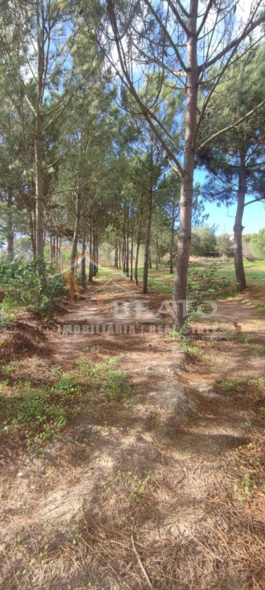 Terreno para Venda em Rogil Foto 8