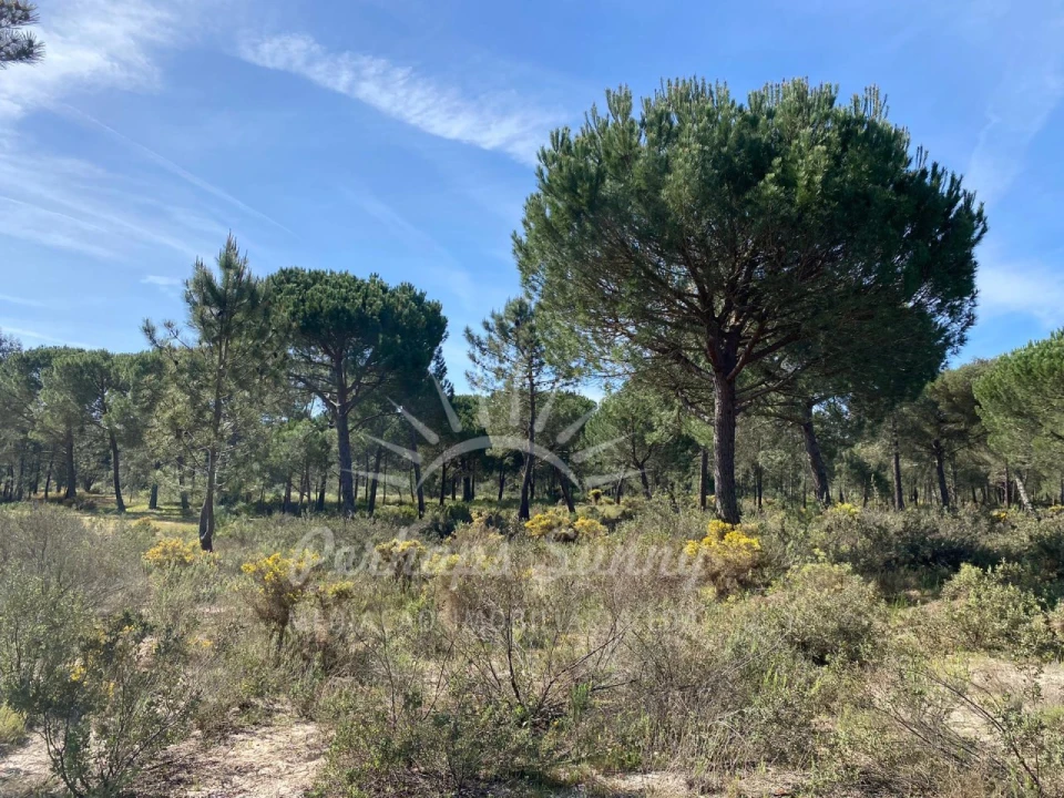 Terreno Misto para Venda em Melides Foto 10
