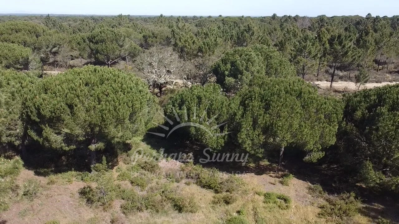 Terreno Misto para Venda em Melides Foto 12