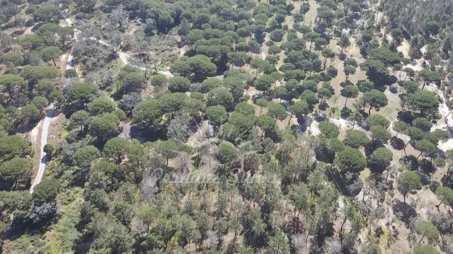 Terreno Misto para Venda em Melides Foto 21