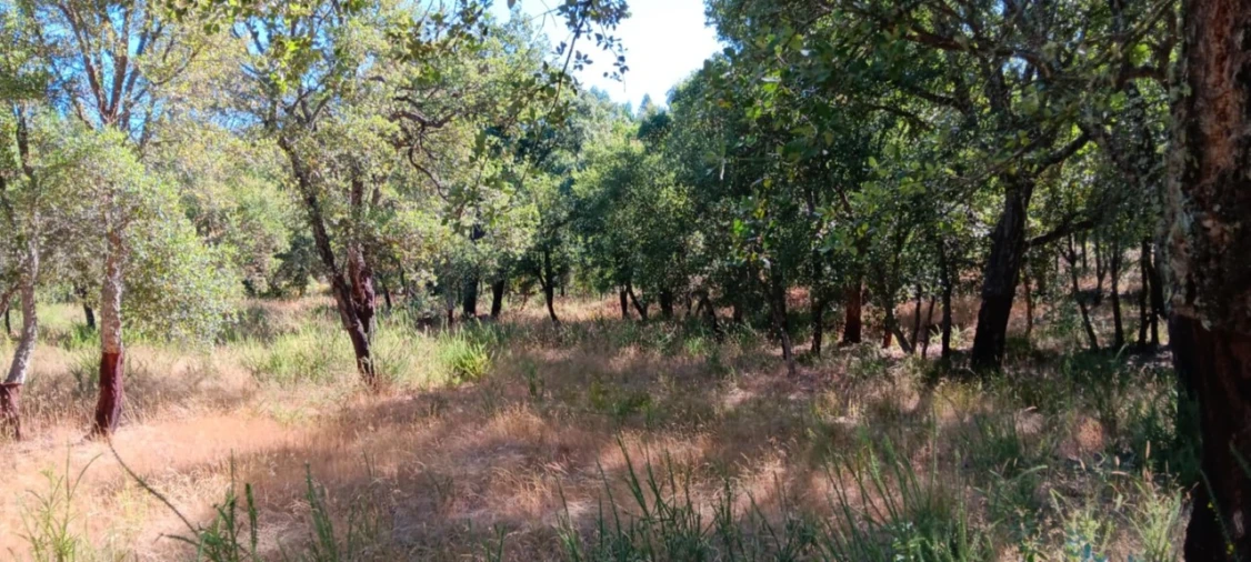 Terreno Agricola ou Rústico para Venda em Amendoa Foto 12