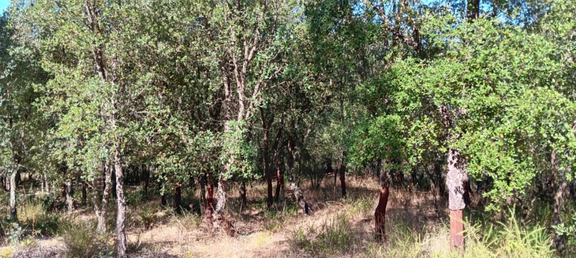 Terreno Agricola ou Rústico para Venda em Amendoa Foto 15