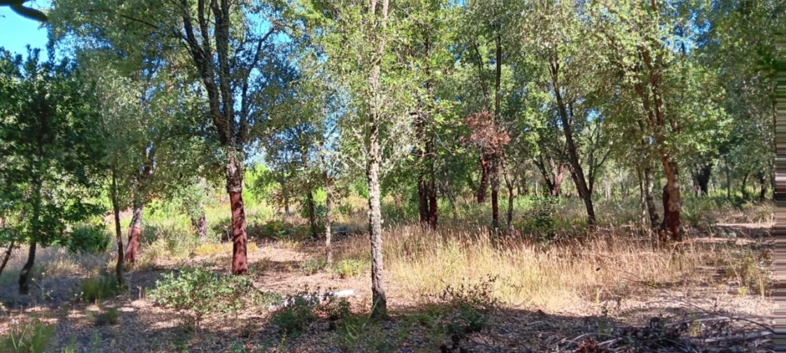 Terreno Agricola ou Rústico para Venda em Amendoa Foto 16