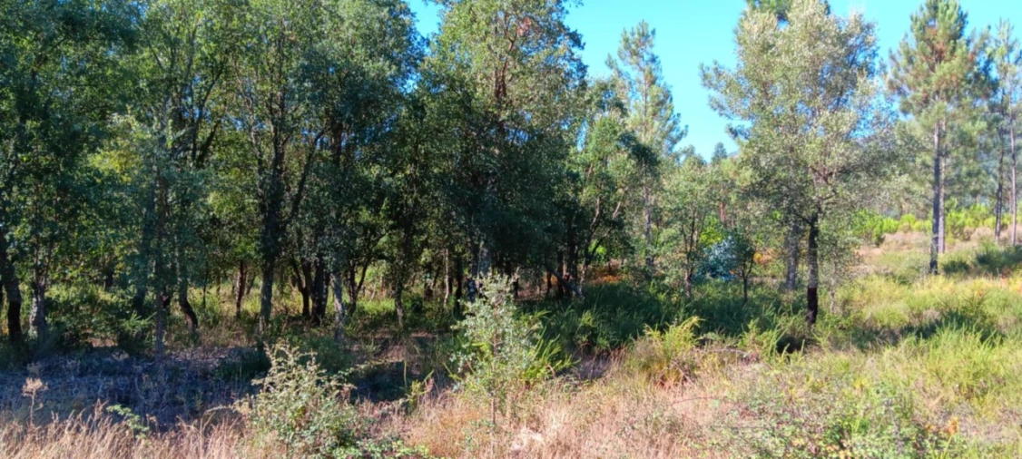 Terreno Agricola ou Rústico para Venda em Amendoa Foto 19