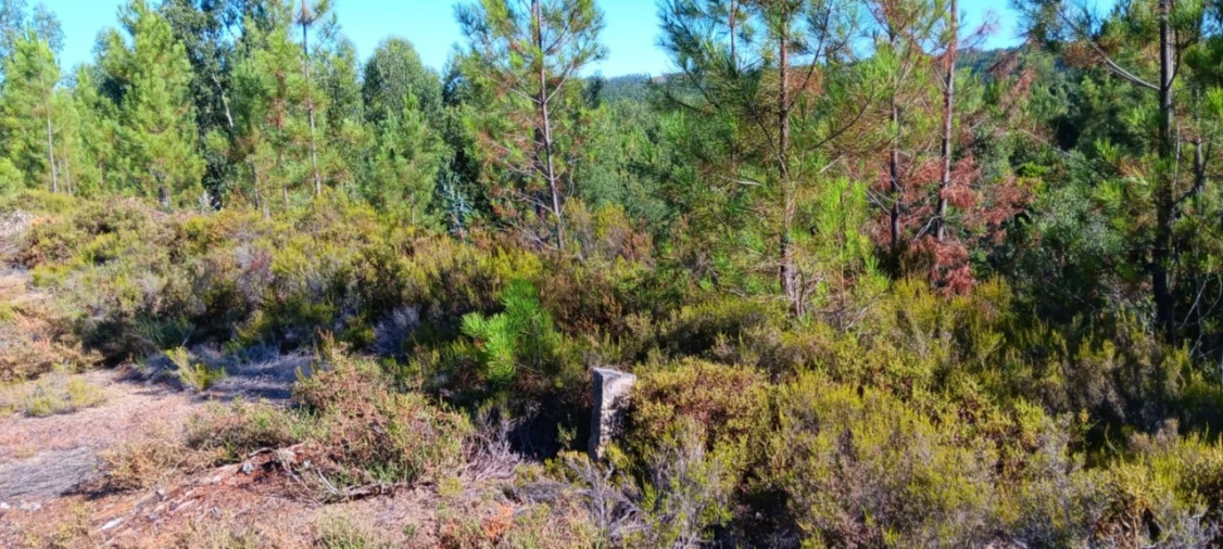 Terreno Agricola ou Rústico para Venda em Amendoa Foto 22