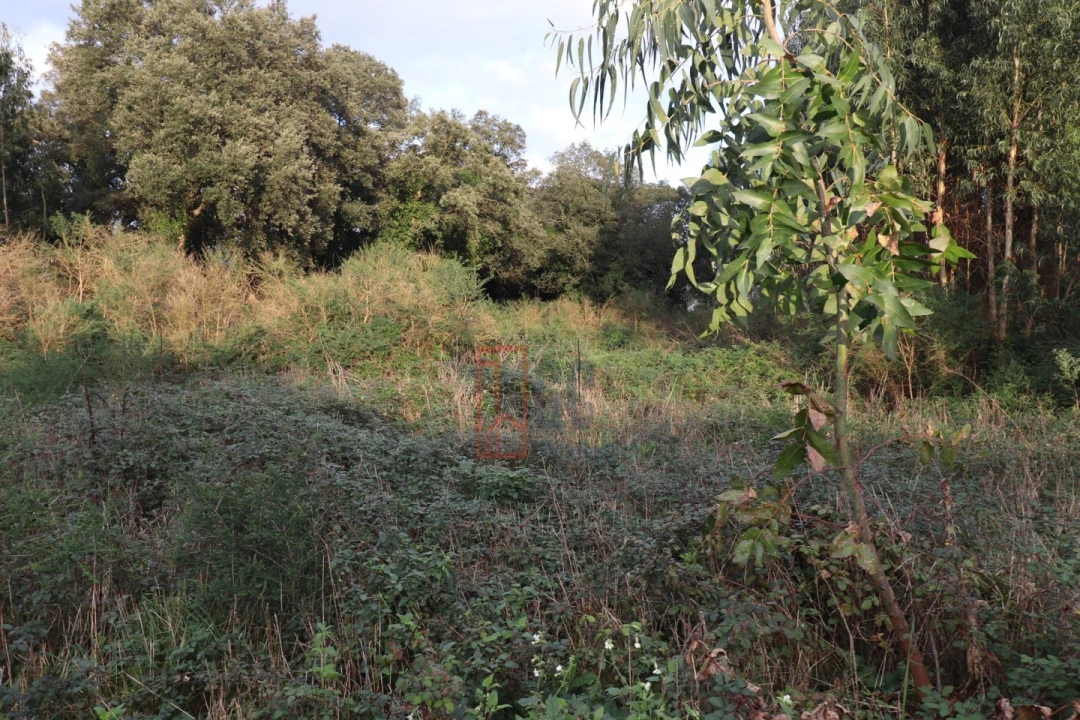 Terreno para Venda em Avintes Foto 14