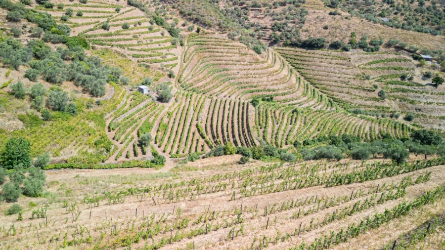 Terreno Agricola ou Rústico para Venda em Vale de Figueira Foto 2