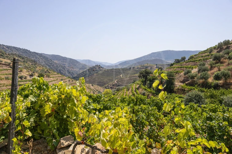 Terreno Agricola ou Rústico para Venda em Vale de Figueira Foto 5