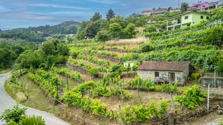 Terreno para Venda em Salvador e Santo Aleixo de Além-Tâmega Foto 6