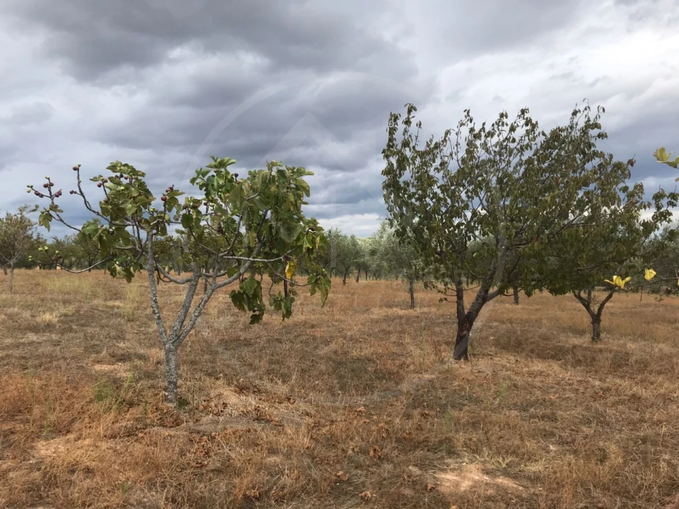 Quinta T2 para Venda em Passos Foto 6