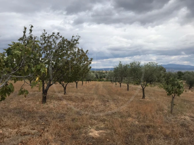 Quinta T2 para Venda em Passos Foto 9