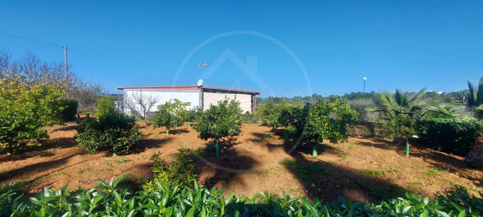 Quinta T9 para Venda em Guia Foto 13