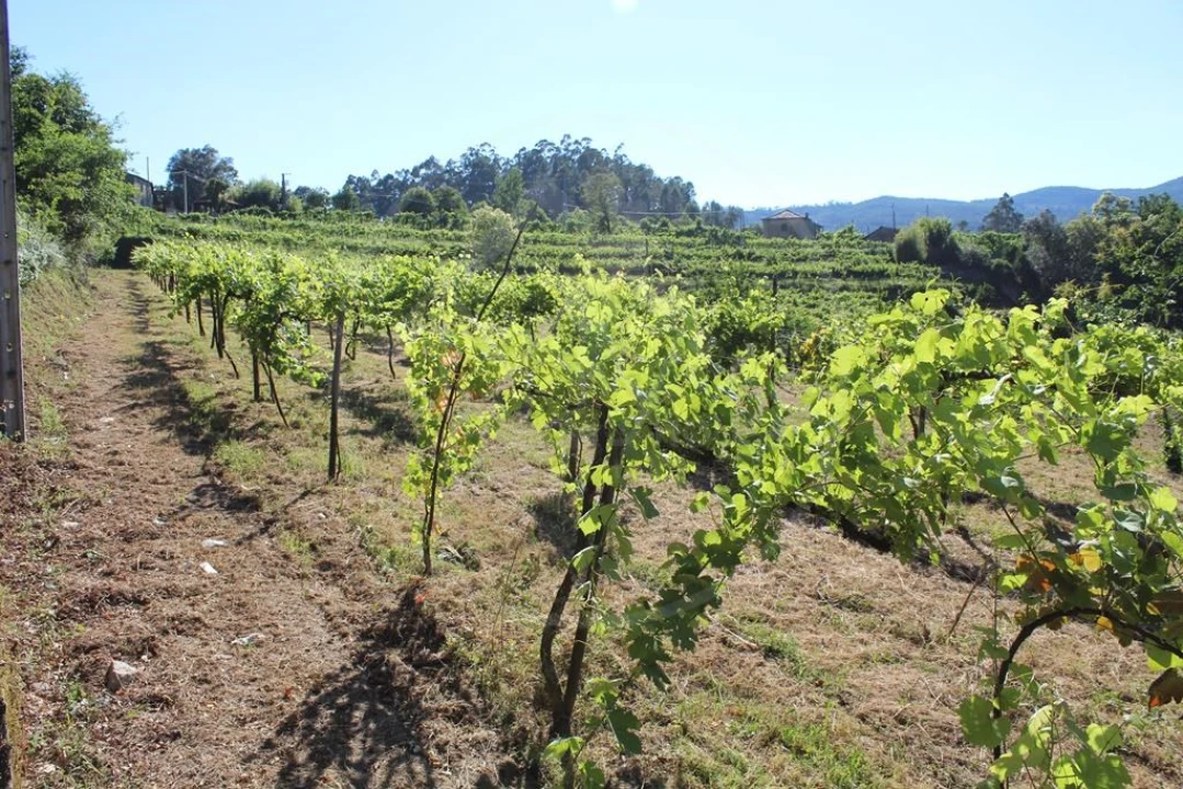 Moradia para Venda em Cavez Foto 49