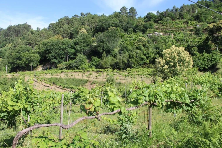 Moradia para Venda em Cavez Foto 37