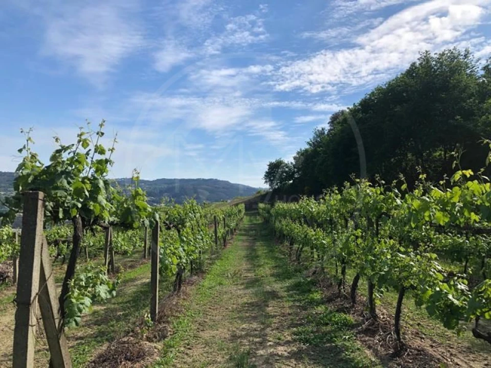 Quinta T3 para Venda em Tabuadelo e São Faustino Foto 6