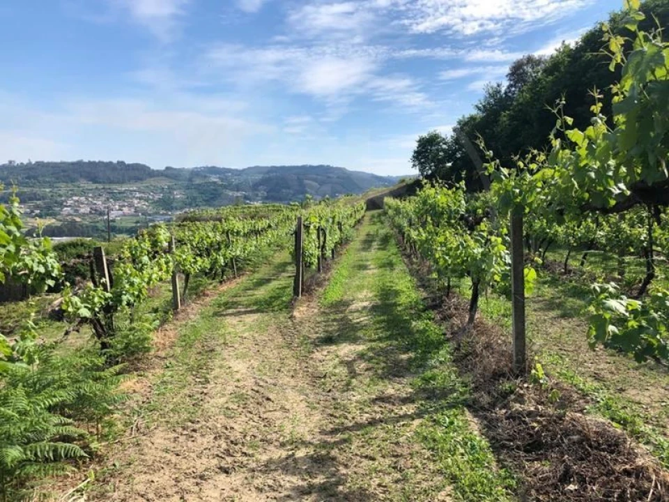 Quinta T3 para Venda em Tabuadelo e São Faustino Foto 10